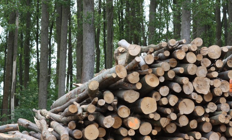 Impuls a la oferta de biomassa local
